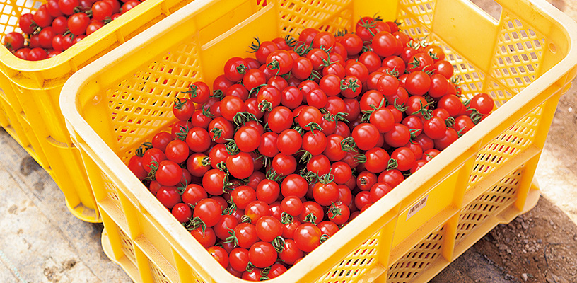 真っ赤に熟し、収穫最盛期のミニトマト