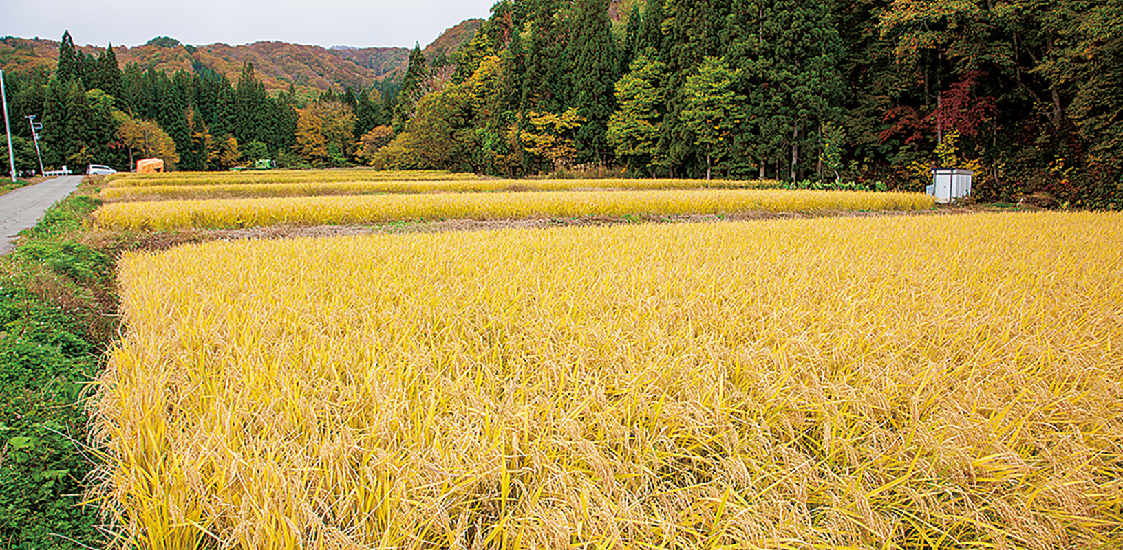 休耕田を蘇らせ、作付２年目の圃場も実りの時を迎えた