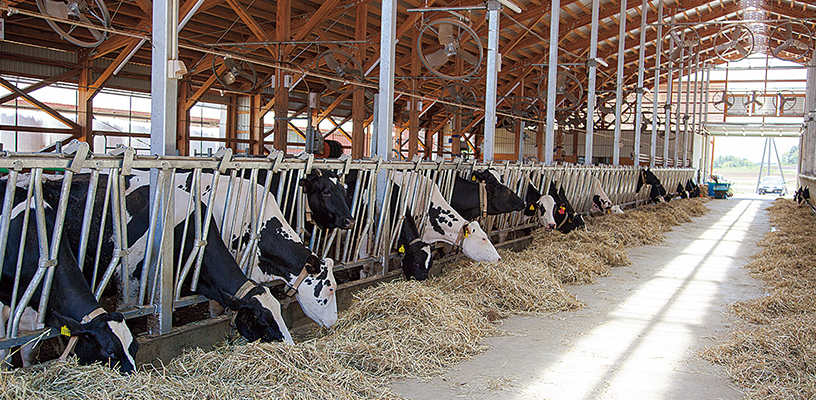 写真：飼養頭数は搾乳牛と育成牛を合わせて約250頭ほど