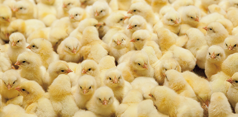 写真：毎日鶏の様子をチェックして適切な育成管理を行う