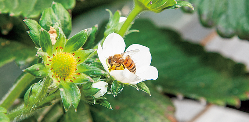 写真：ハウス内には花粉交配用ミツバチが忙しく飛び回っている