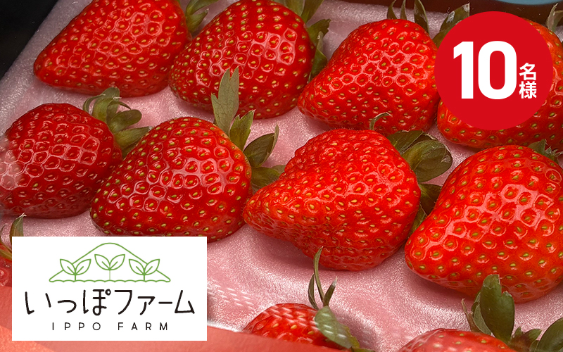 いっぽファームいちごの画像