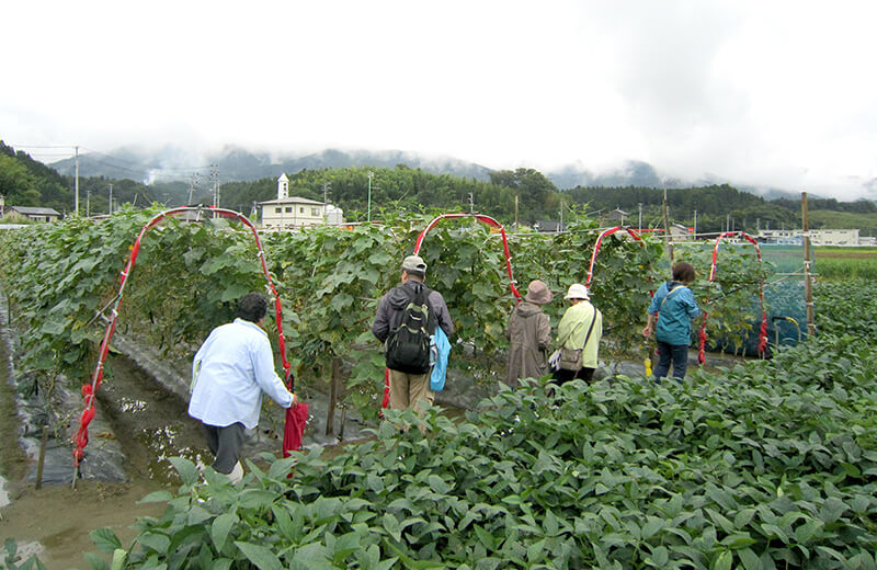 プロから学ぶ野菜と花の見学会