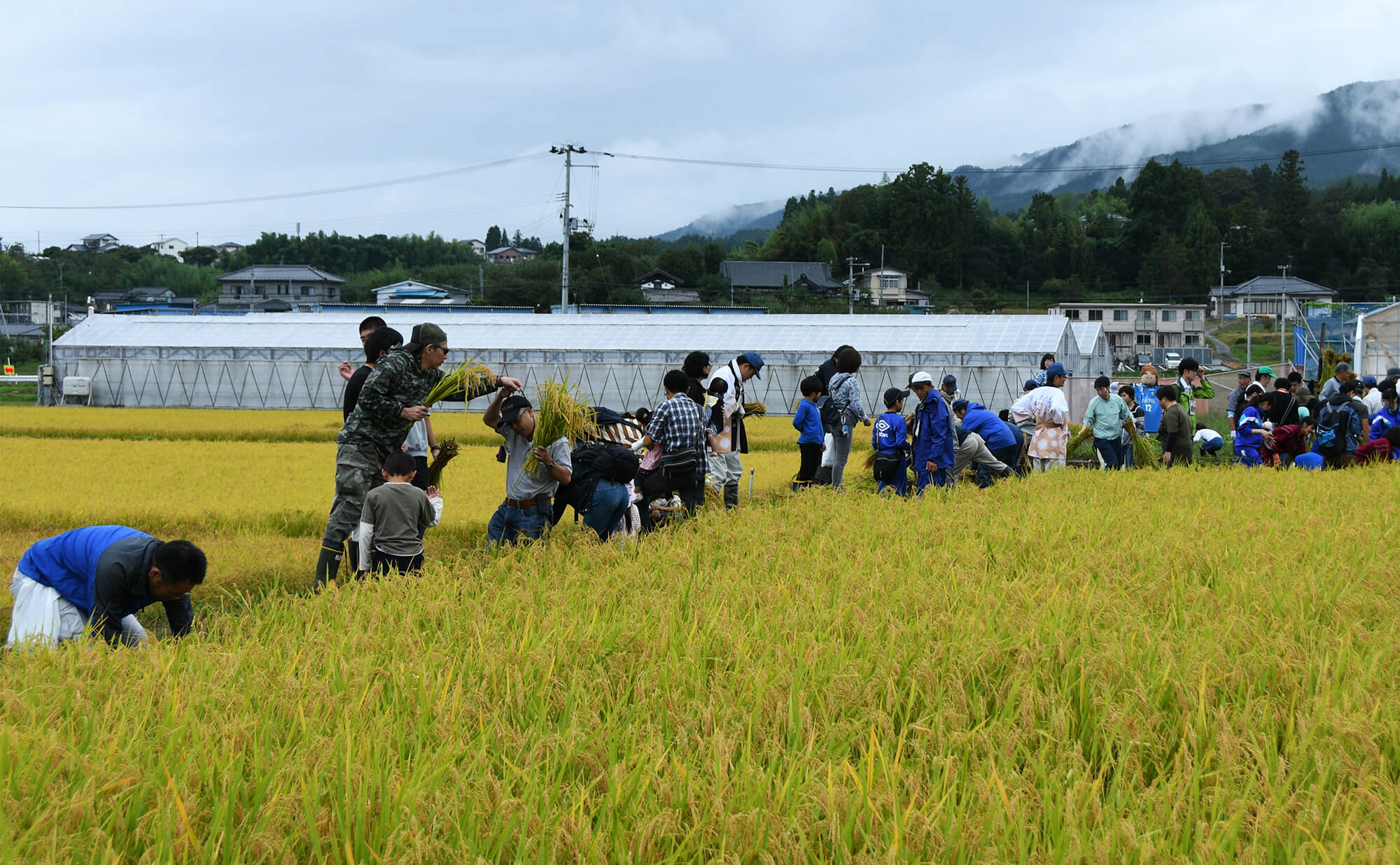 大勢で稲刈り