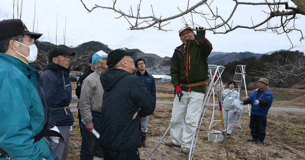 小枝柿剪定指導会のようす