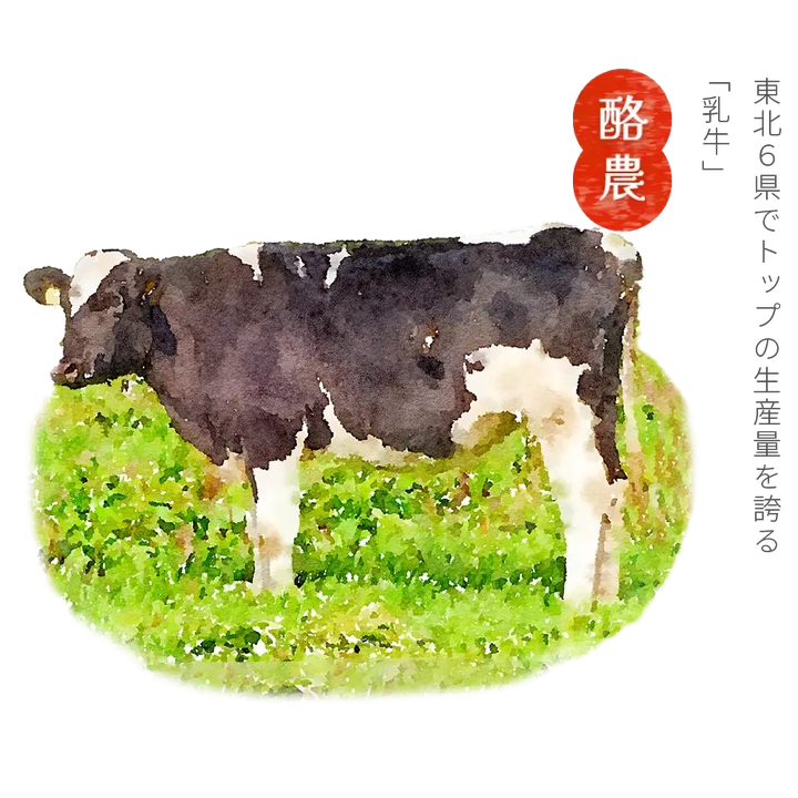 酪農 東北６県では岩手県の生産量がトップで、東北全体の約４割が岩手で生産されています。１日当たり60㎏搾乳できる牛もいます。