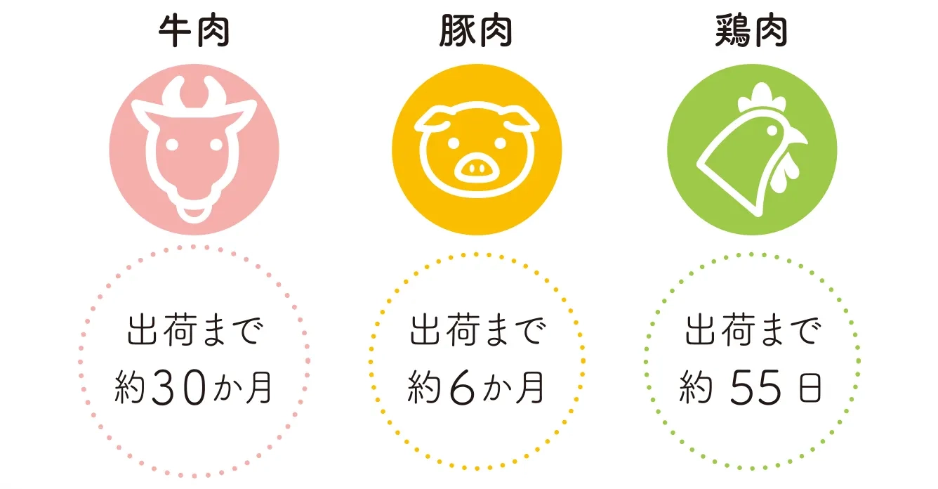 鶏肉・豚肉・牛肉の出荷までにかかる飼養期間