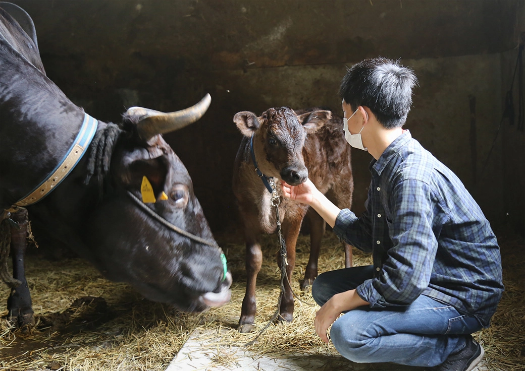 牛の親子の面倒をみる大山さん