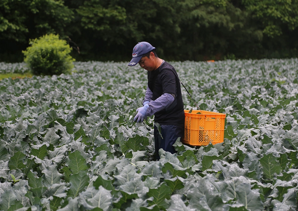 広いブロッコリー畑での収穫作業