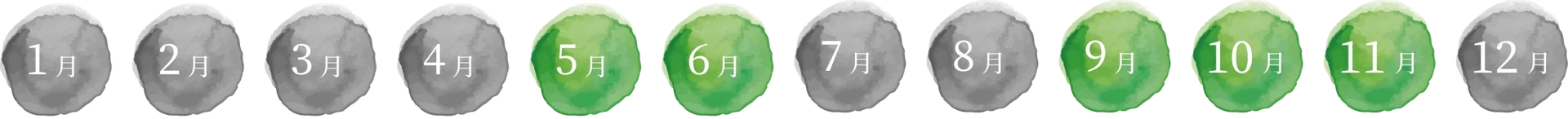 出荷時期は5月下旬~6月、9月〜11月