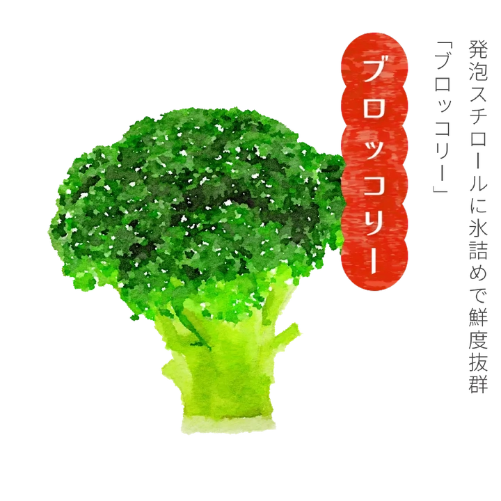 ブロッコリー 宮古エリアは春取りブロッコリーの栽培が盛んで県内の5割以上を占めています。