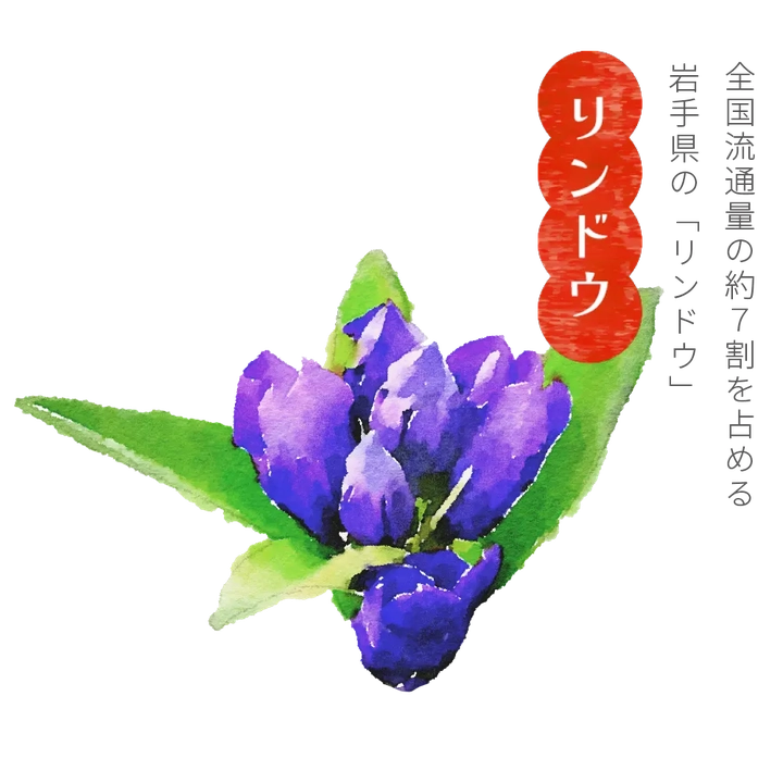 りんどう 八幡平市(旧安代町)のオリジナル品種「安代りんどう」を全国に出荷しています。