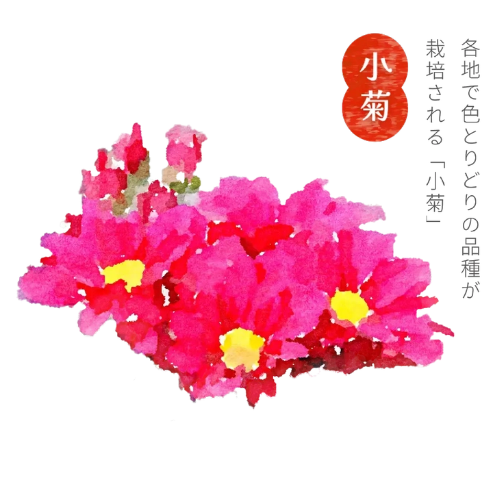 小菊 色とりどりの品種が栽培され、様々な用途で利用されています。