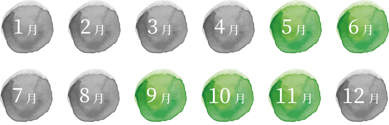 出荷時期は5月下旬~6月、9月〜11月