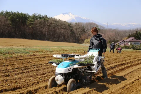 ブランドキャベツ「いわて春みどり」定植始まる