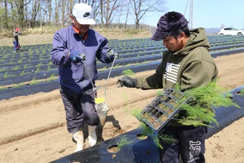 １１月下旬の出荷に向け、アスパラガス定植始まる