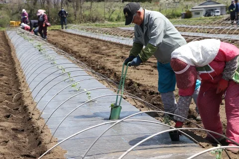 滝沢すいか定植開始