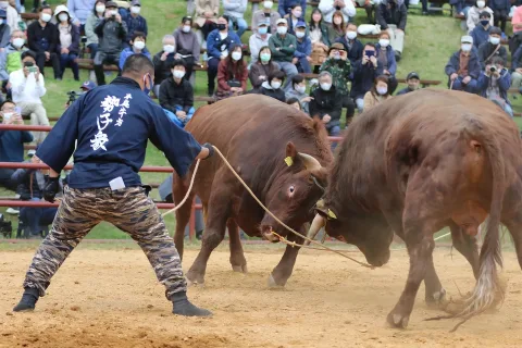 東北唯一の闘牛大会「平庭闘牛大会」今年で４０年、生産者ら大会支える