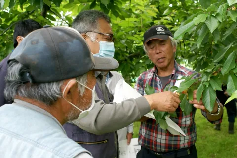 収穫前の管理を確認　サクランボ栽培指導会