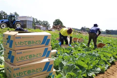 過去最高２０億円へ　ブランドキャベツ「いわて春みどり」出荷始まる