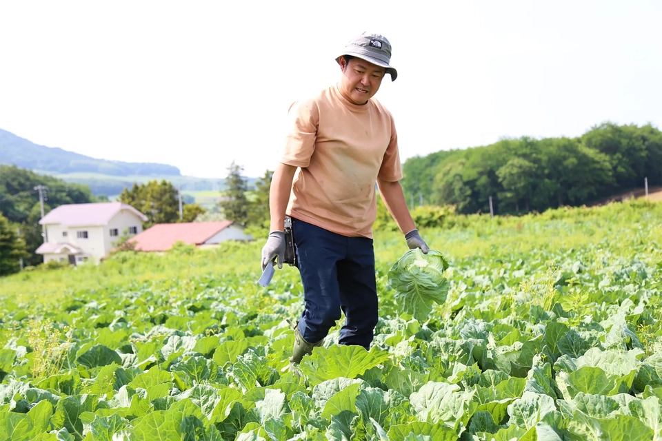 ブランドキャベツ「いわて春みどり」収穫の様子写真