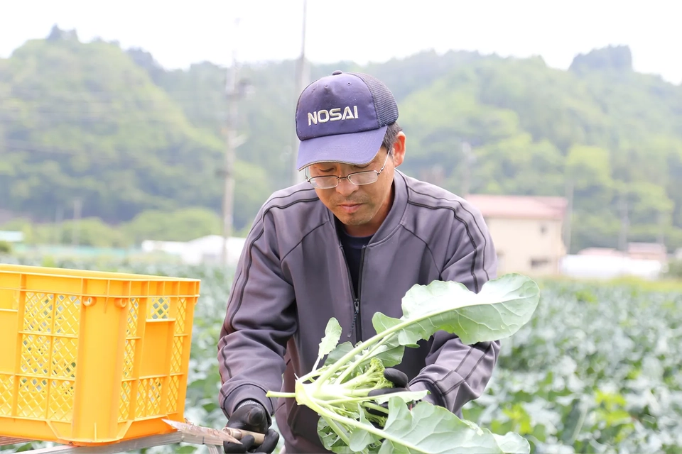 田鎖憲幸さんが大根を収穫する様子写真