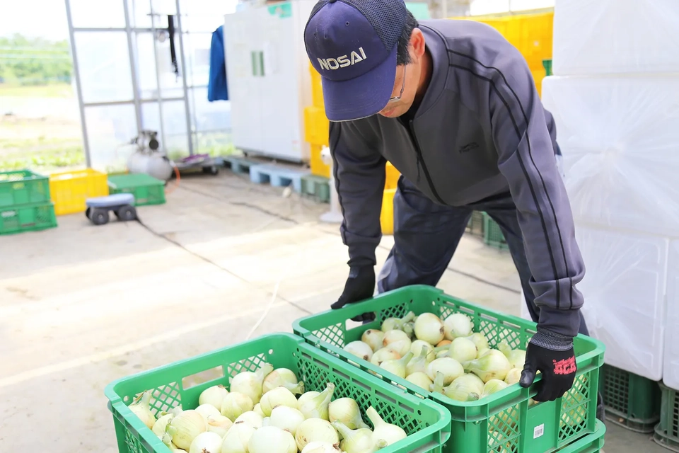 田鎖憲幸さんが玉ねぎの出荷準備をする様子写真