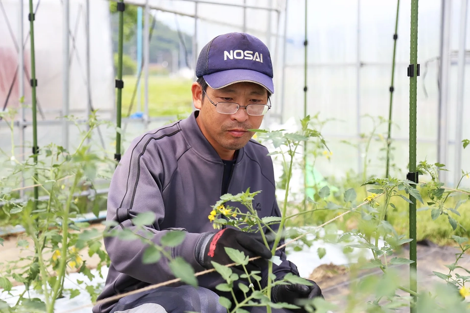 田鎖憲幸さんがハウスで野菜の成長を観察する様子写真