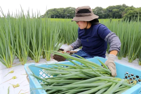 八幡平市で九条ネギ出荷始まる　地元での需要拡大へ