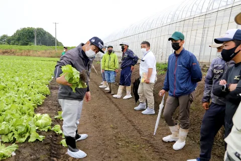 新品種などの生育状況を確認　レタス若手講習会