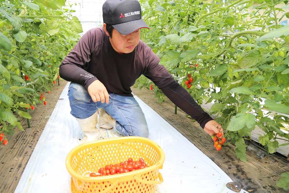 全農ブランドミニトマト「アンジェレ」を収穫する様子写真