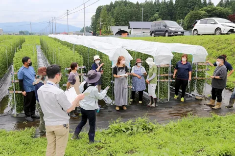 リンドウの高温障害対策　実証圃で現地研修会