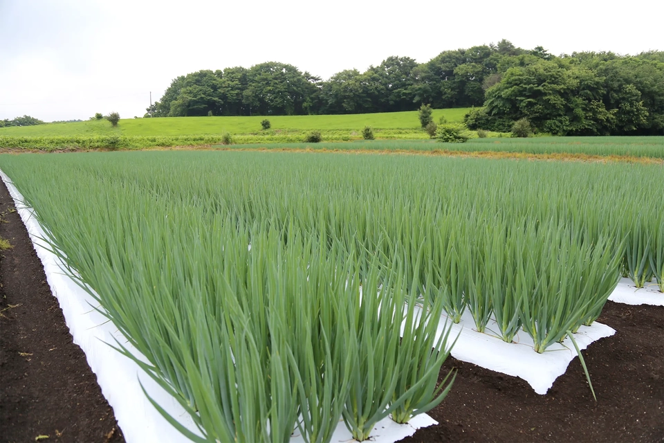 八幡平市の九条ネギ畑の風景写真