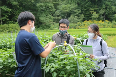 ホウレンソウに加え果菜類推進で地域の園芸振興進める