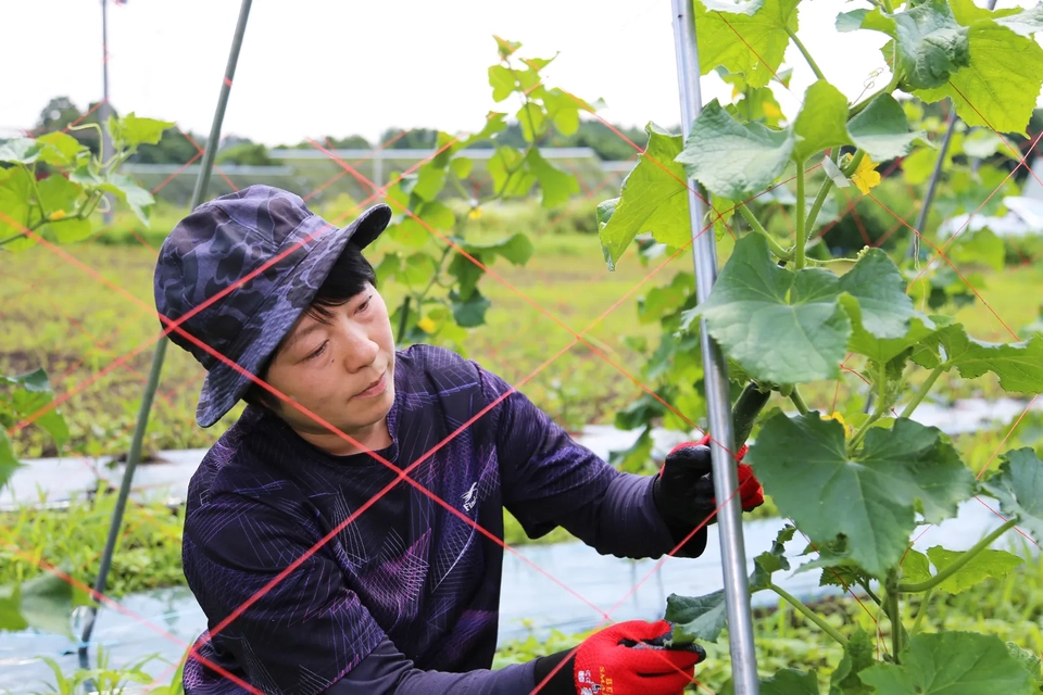 野菜の様子を見る長山さんの写真