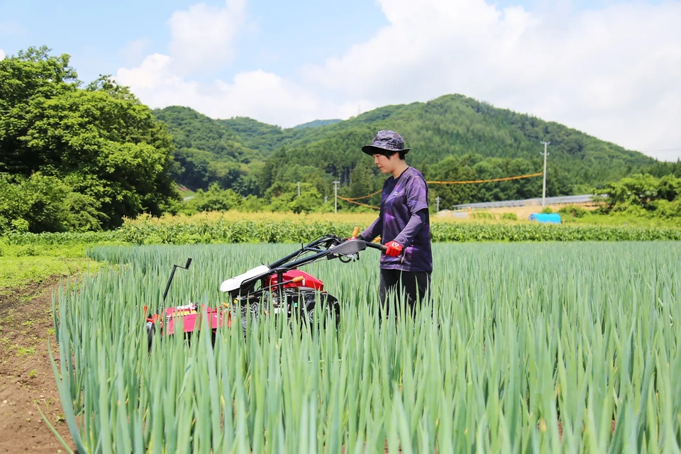 田鎖憲幸さんが玉ねぎの出荷準備をする様子写真