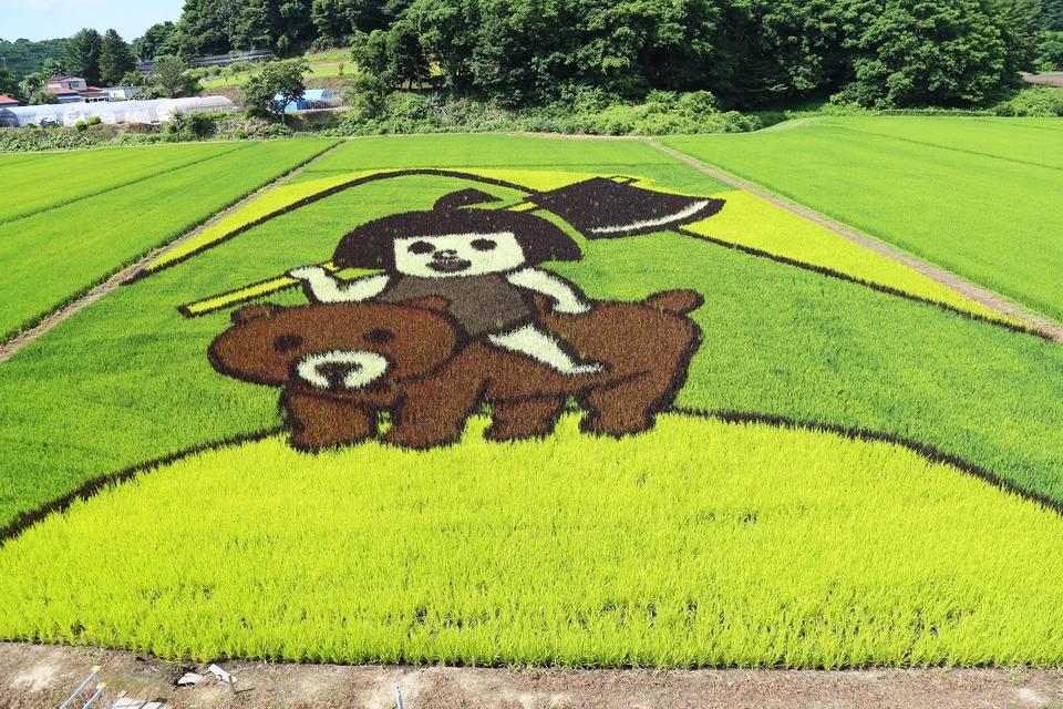 岩手町の金太郎の田んぼアート写真