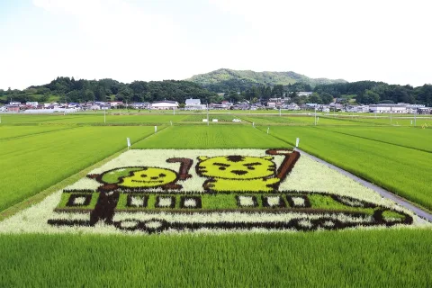 岩手町で田んぼアート見頃迎える