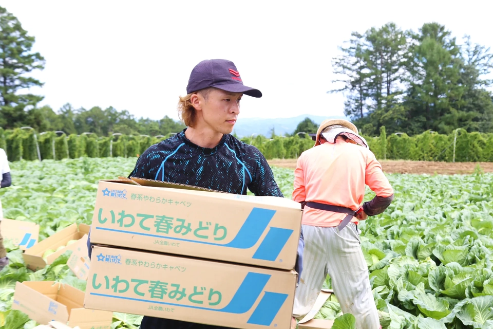 ブランドキャベツ「いわて春みどり」の出荷準備をする佐藤さんの写真
