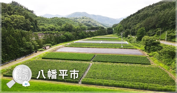 産地探訪Air 八幡平市「リンドウ」