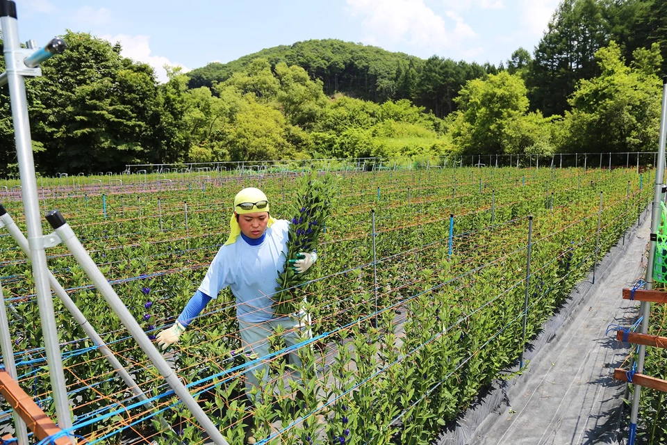 阿部さんがリンドウ栽培をする様子写真