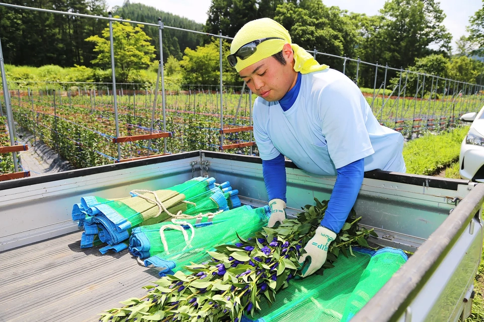 栽培したリンドウをトラックへ積む阿部さんの写真