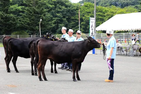 鹿児島全共への県代表牛決まる　第66回岩手県畜産共進会