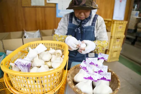 特徴生かした１パック包装出荷始まる　八幡平バイオレット