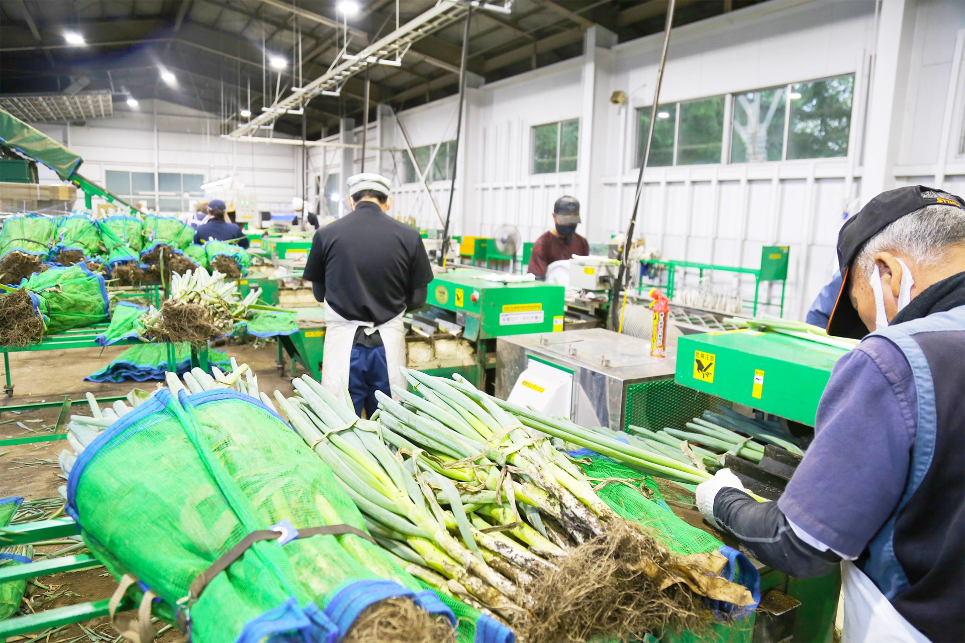 ネギ「やわら香」出荷本番 集出荷施設活用 | JA新いわて