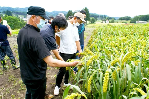 「アワ」新品種で安定供給を　二戸地域雑穀生産部会視察研修