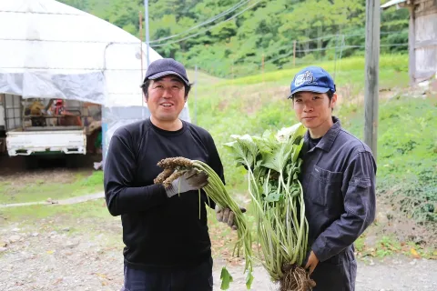日本一の畑ワサビ産地出荷順調　８人の畑わさび生産日本一協力隊が活動