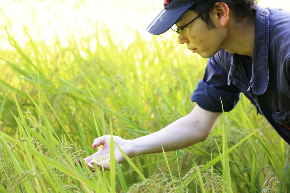 米の作付けの様子を見る桂一朗さんの写真