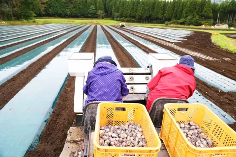 種子植え付け最盛　ニンニク産地目指す