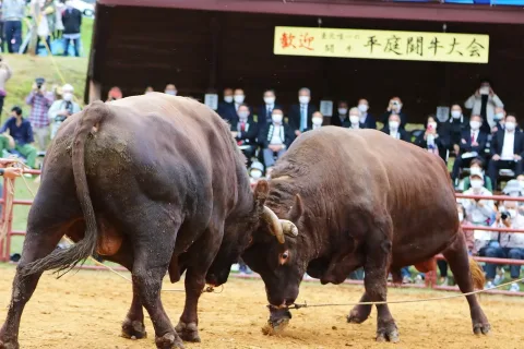 平庭闘牛もみじ場所１トン超える牛が迫力満点の勝負を繰り広げる